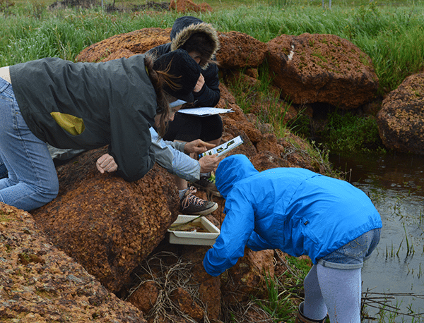 Witchcliffe Ecovillage