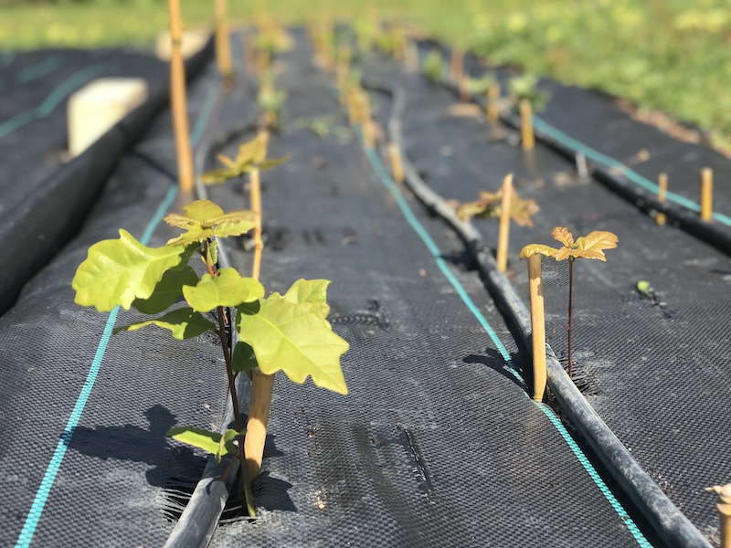 Witchcliffe Ecovillage