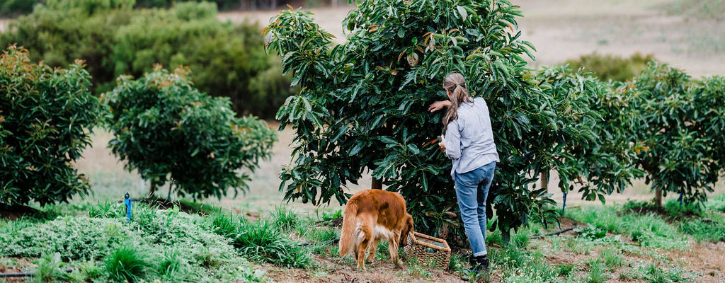 Witchcliffe Ecovillage