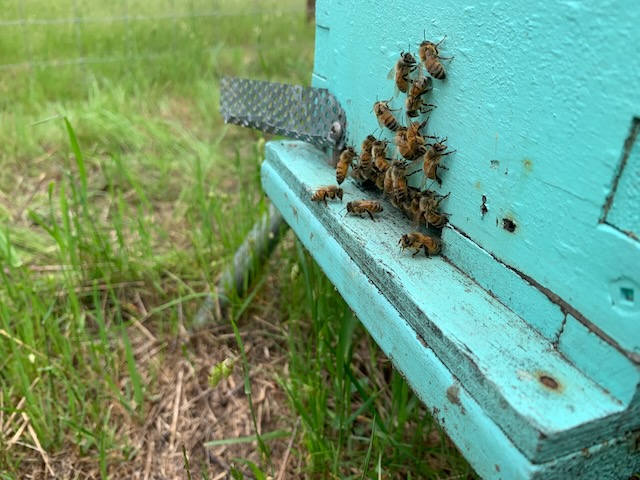 Buzzing with excitement: The Witchy Bee Collective 3 IMG 3434 3